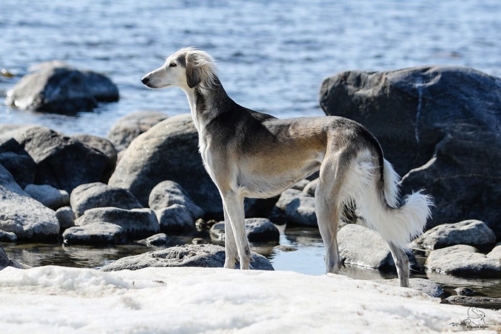 Salukihündin Shahdad Anissa Aina, Shahdad Salukis Galerie