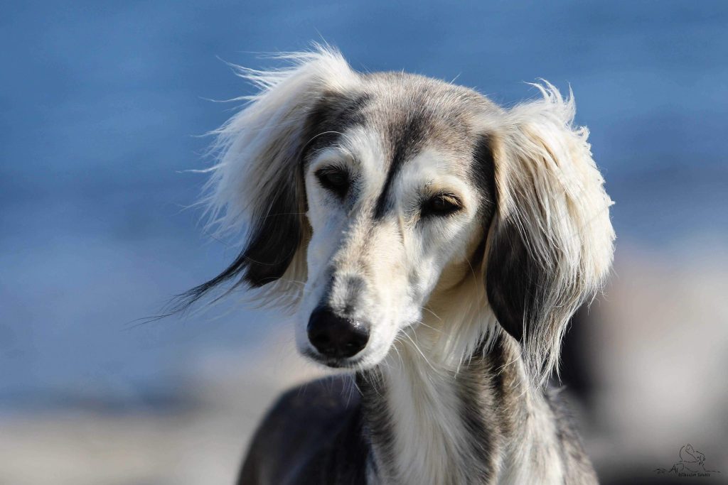 Shahdad Salukis Galerie - Shahdad Anissa Aina