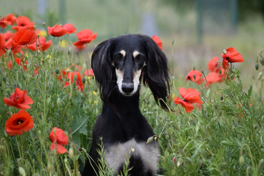 Salukihündin "Yadabalah Aava Adela" im Mohnfeld. Aava ist die Stammhündin der Salukizucht Shahdad in Deutschland, Thüringen