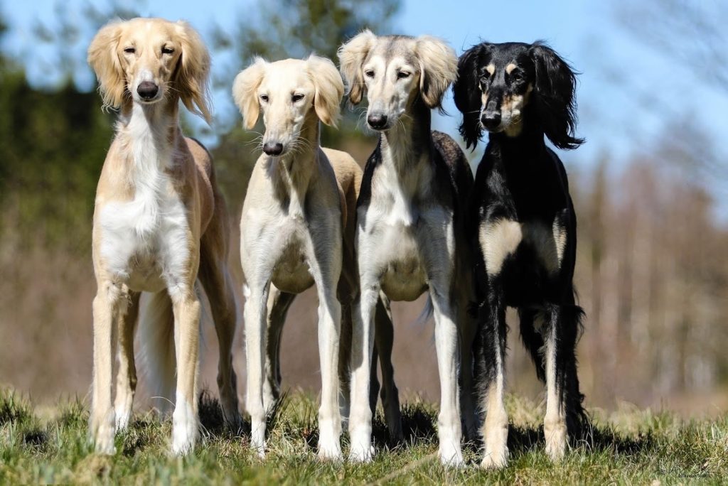 Shahdad Delilah D'Aarzoo