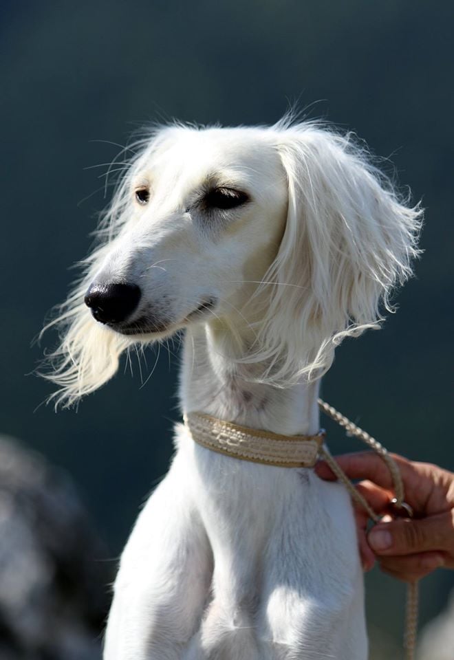 Kopfstudie von Red Hawk's Mahzala Delisha