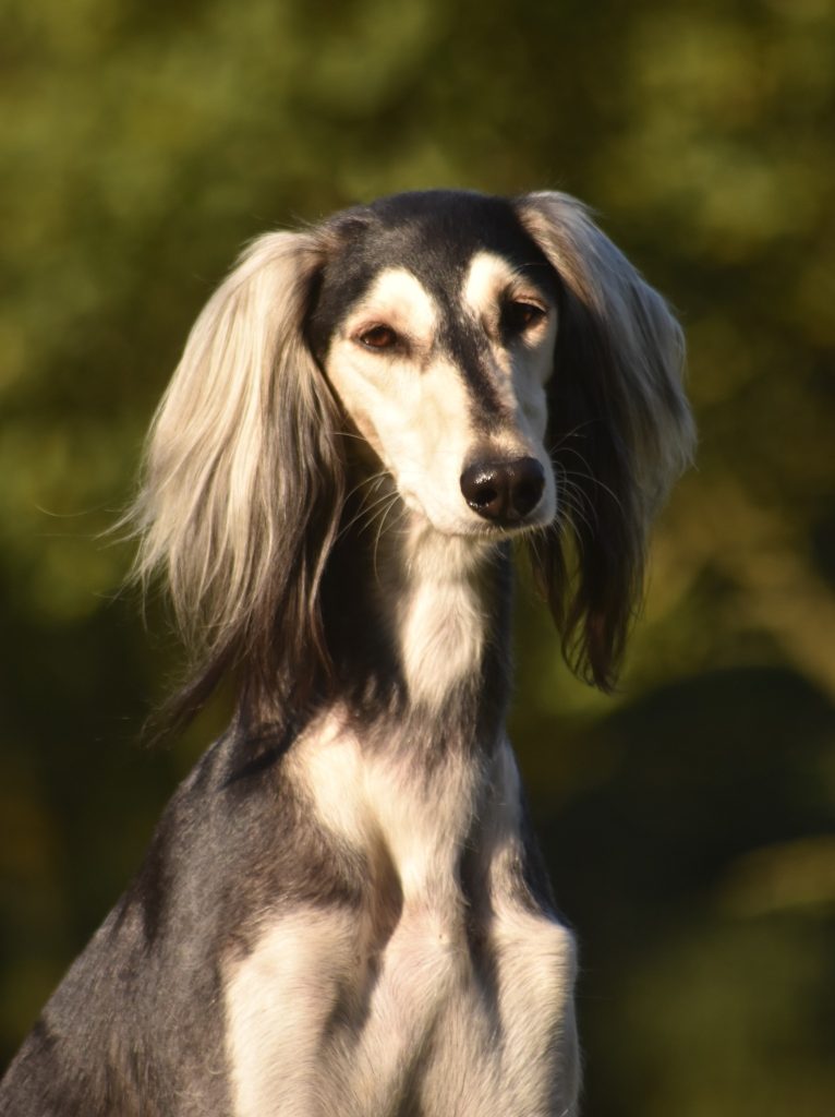 Profilfoto unserer Salukihündin Shahdad Beyla Bi'Miley
