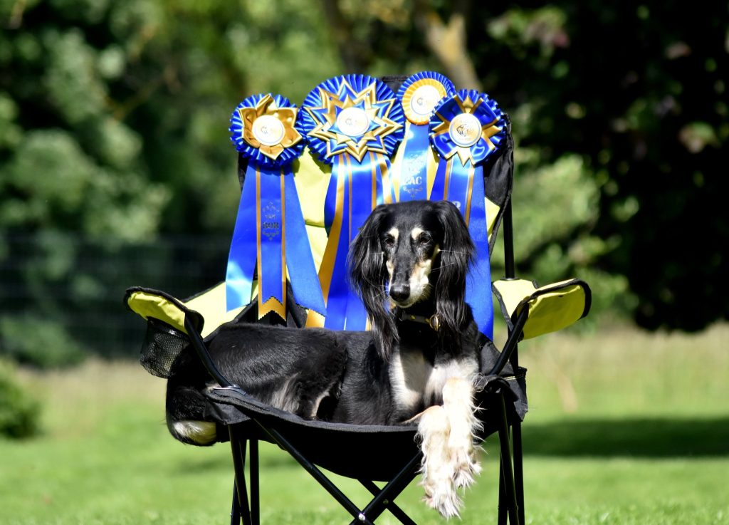 Shahdad Salukis Galerie - Yadabalah Aava Adela