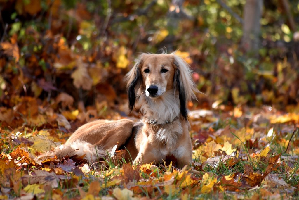 Firdous Sayyad Al Djiibaajah