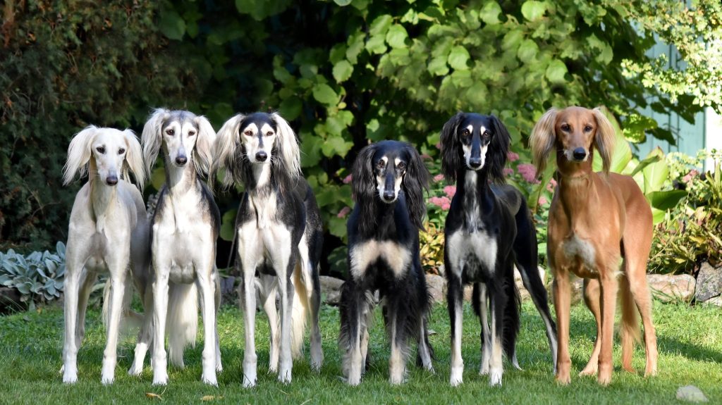 Shahdad Salukis Gruppe