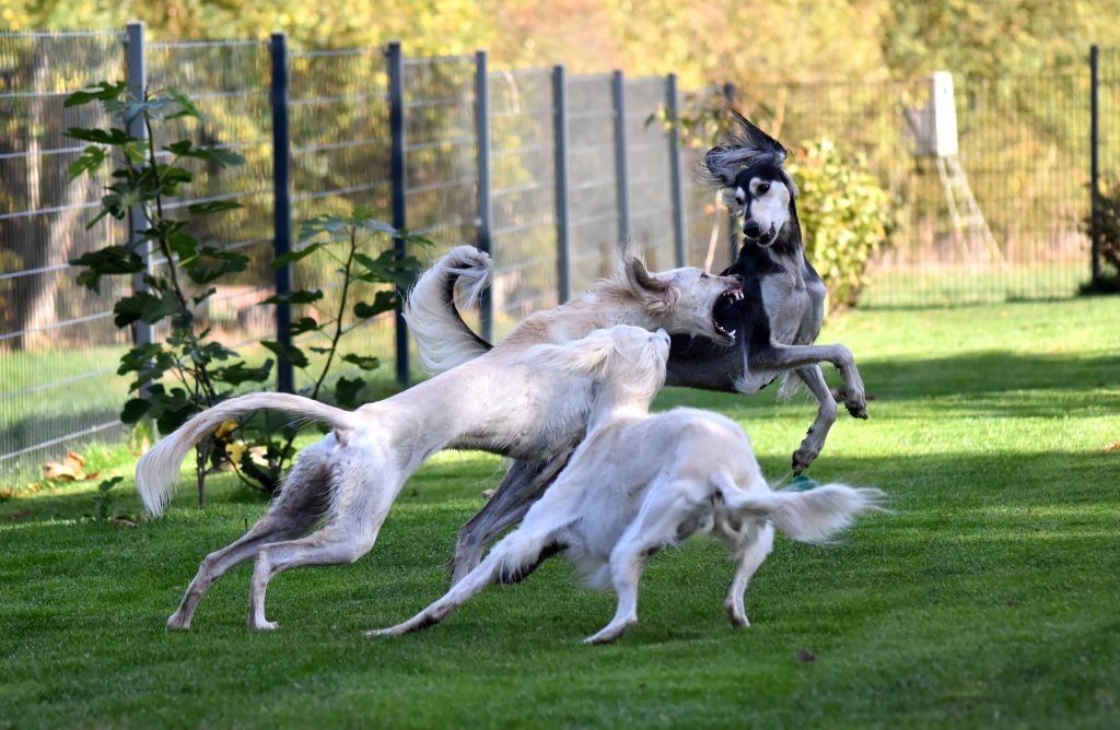 Wilde Spiele im Garten