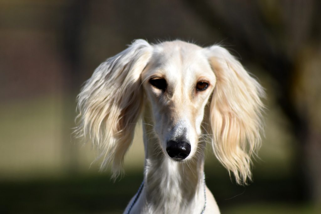 Kopfstudie Shahdad Delilah D'Aarzoo