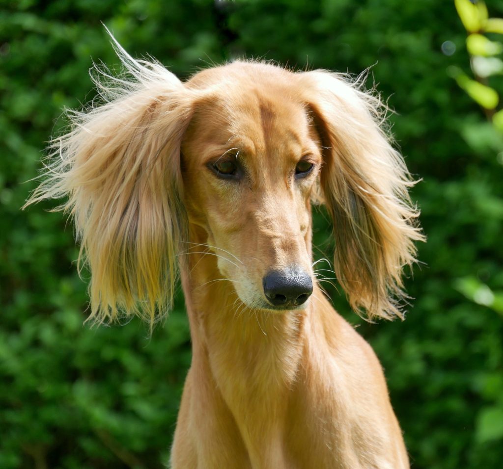 Shahdad Basem Behrouz La hadd