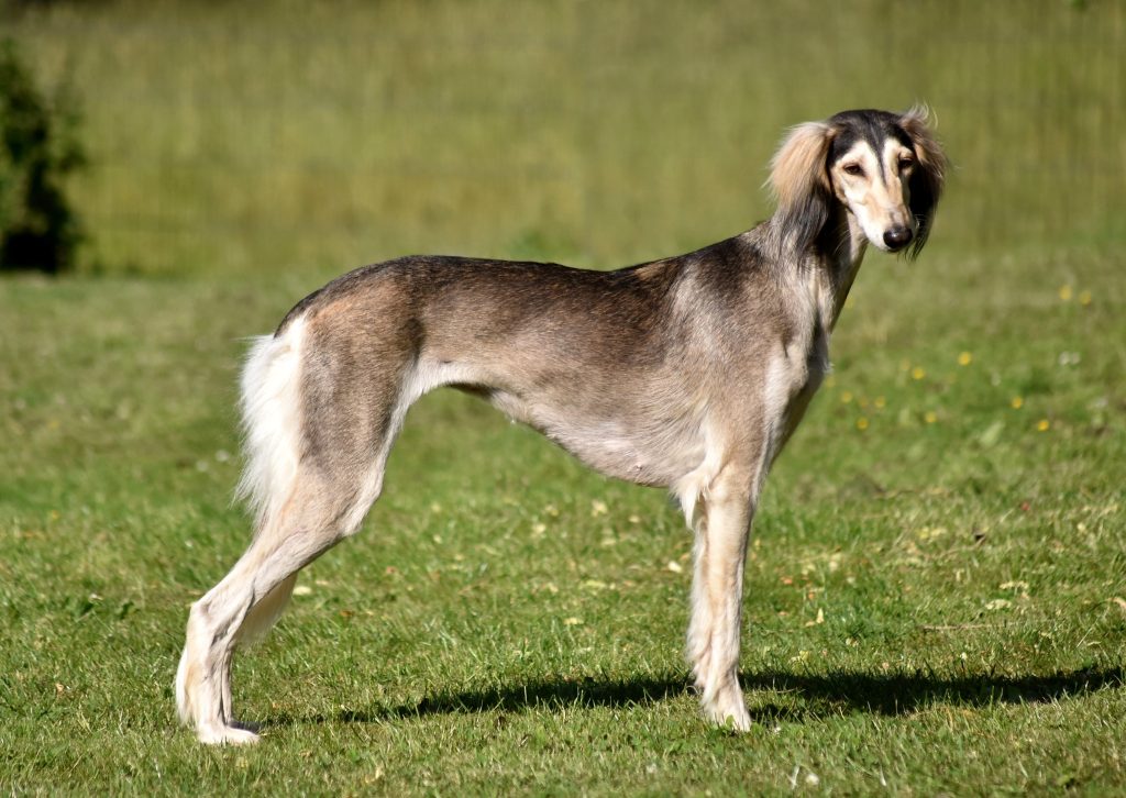 Shahdad Catayoun Chahr Zad