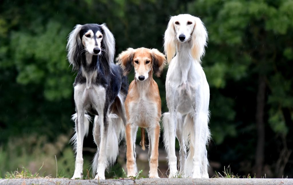 Shahdad Salukis aus drei verschiedenen Würfen
