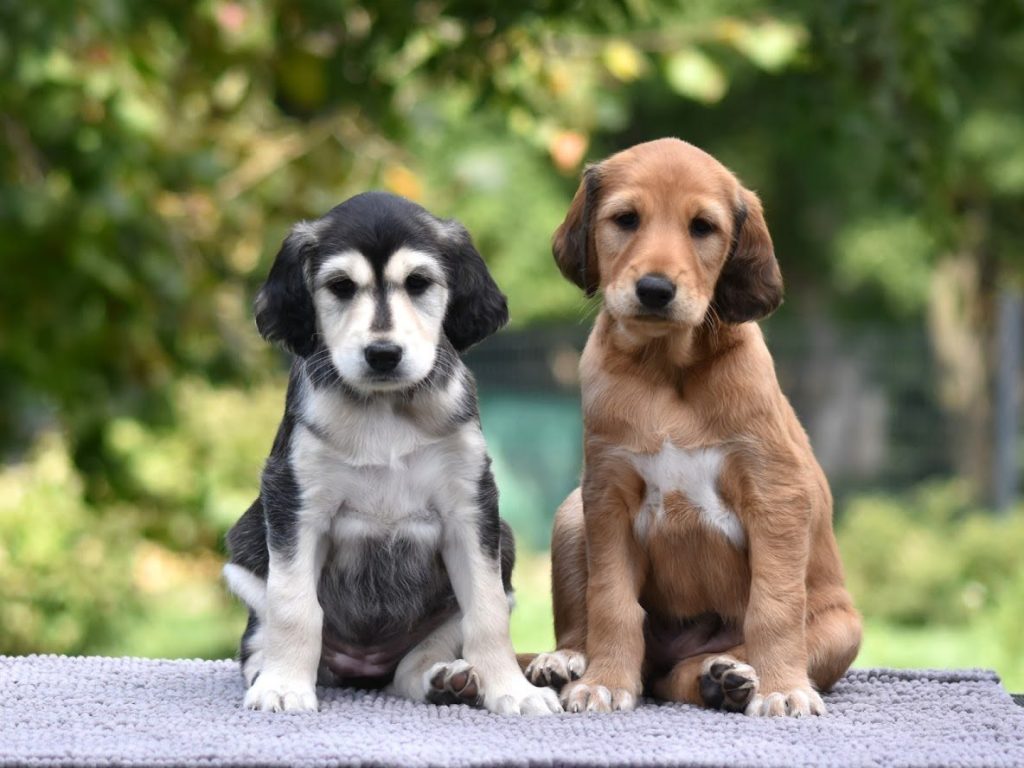Shahdad Saluki Welpen Miley & Basem
