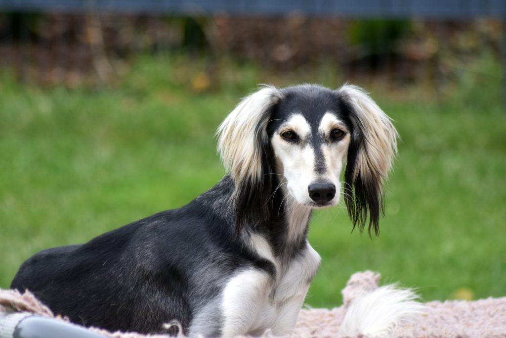 Shahdad Salukis Galerie - Shahdad Beyla Bi'Miley