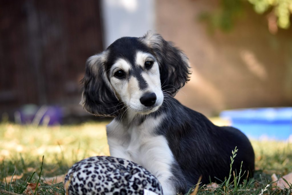 Shahdad Beyla Bi'Miley im Alter von 12 Wochen