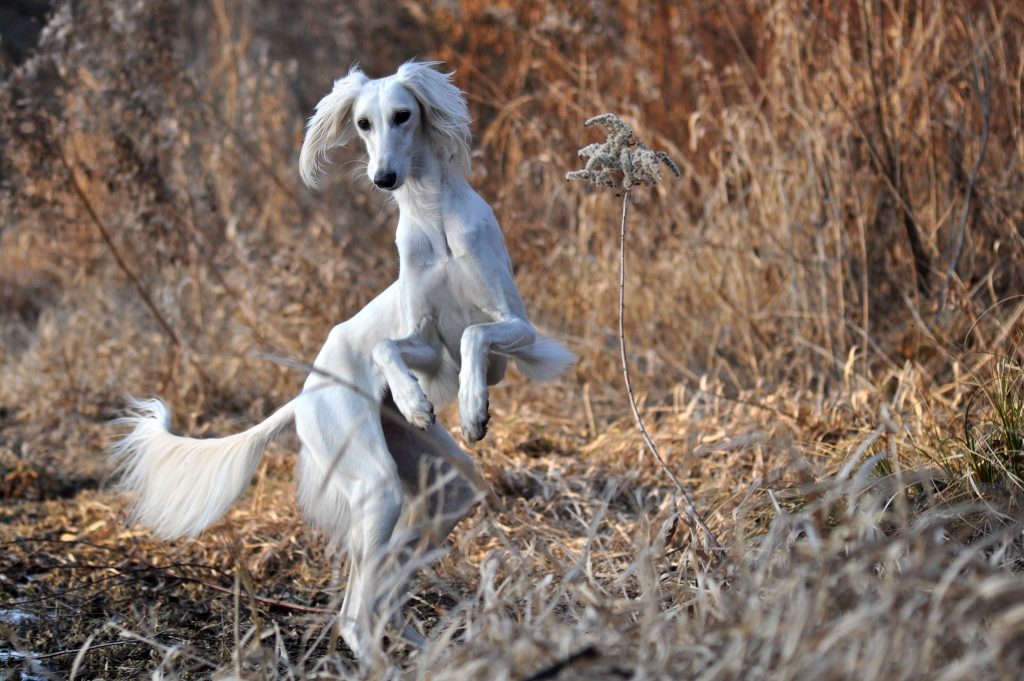 Red Hawk's Mahzala Delisha im Herbst