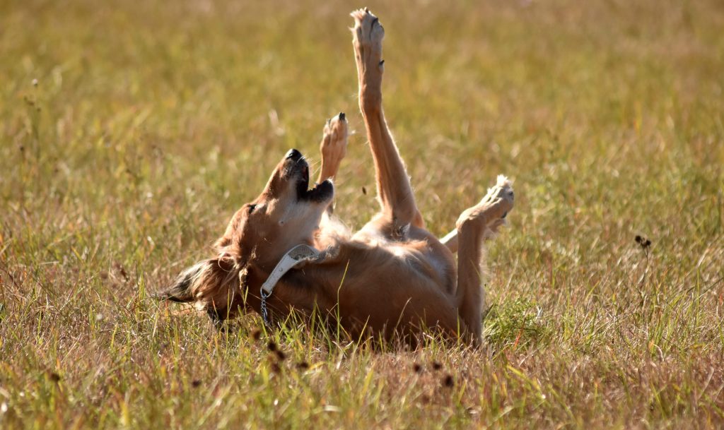 Firdous Sayyad Al Djiibaajah beim täglichen Freilauf