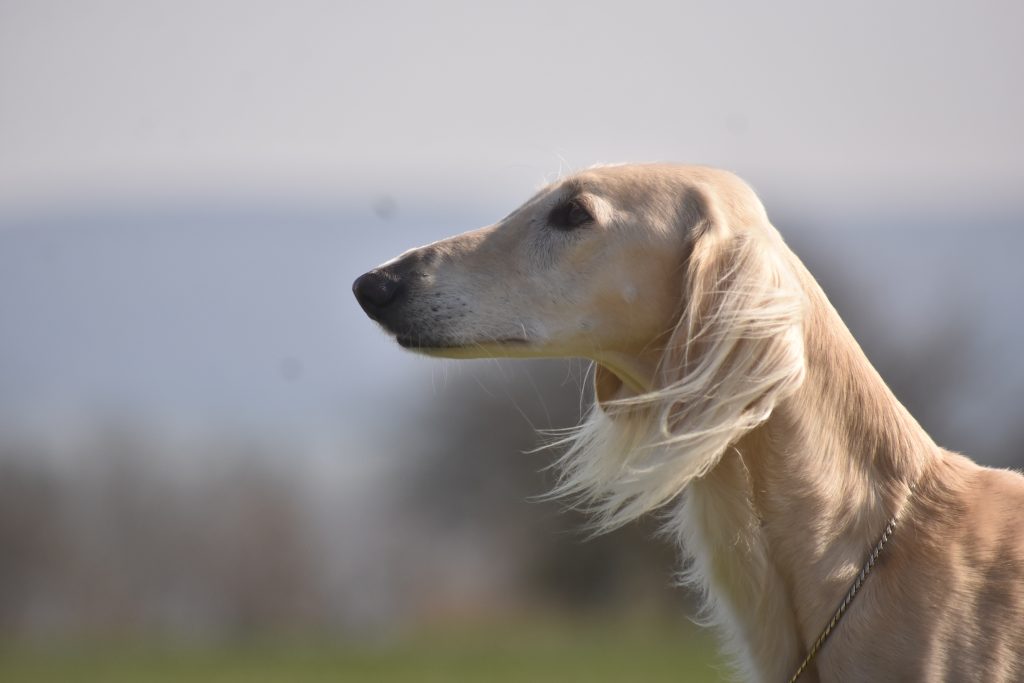 Profilfoto von Shahdad Aava Alisah