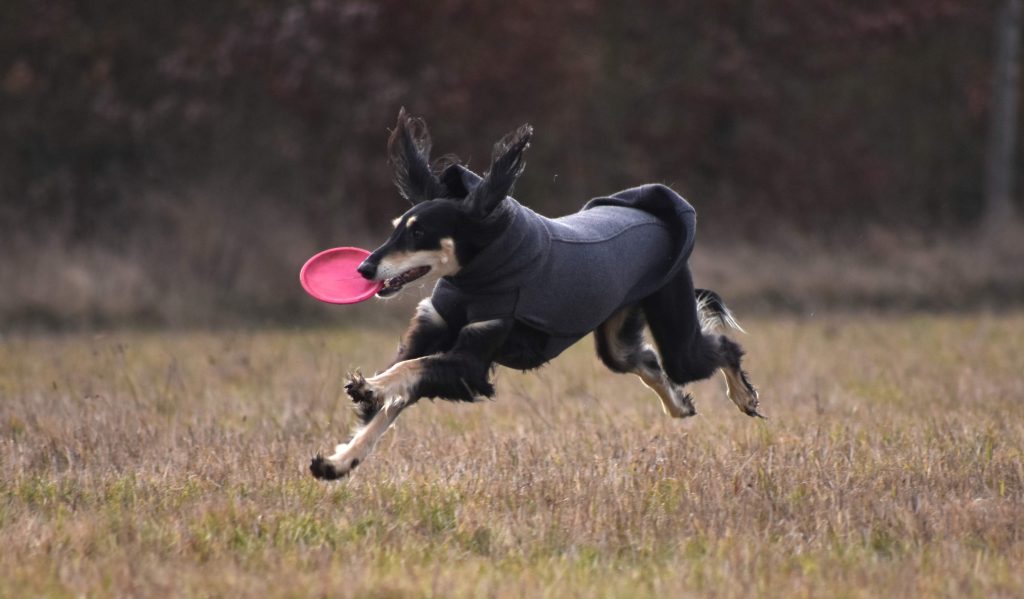 Yadabalah Aava Adela im Freiflug