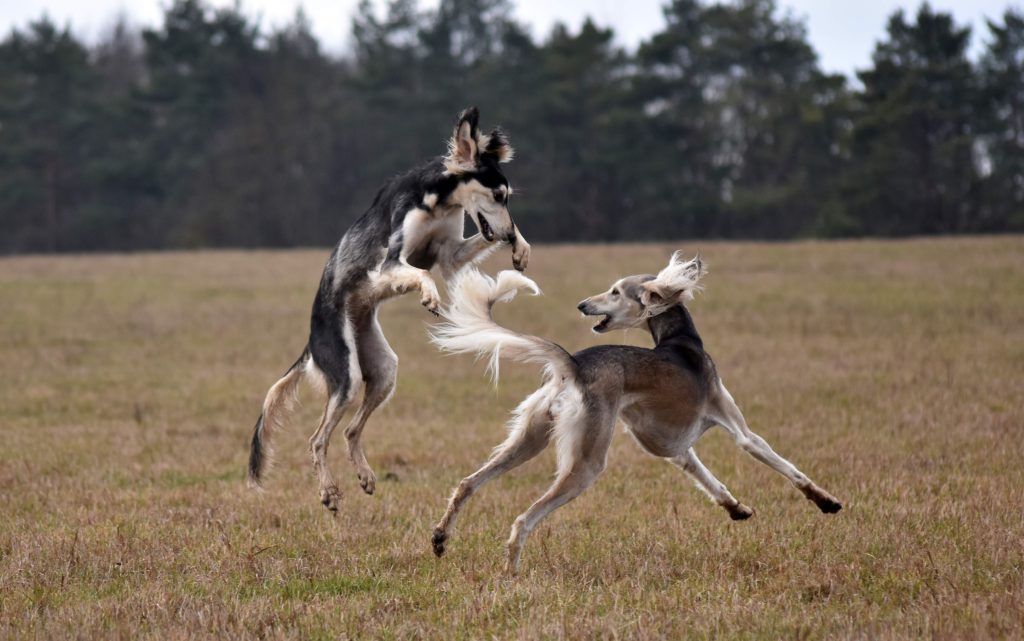 Shahdad Salukis Galerie - Anissa & Miley