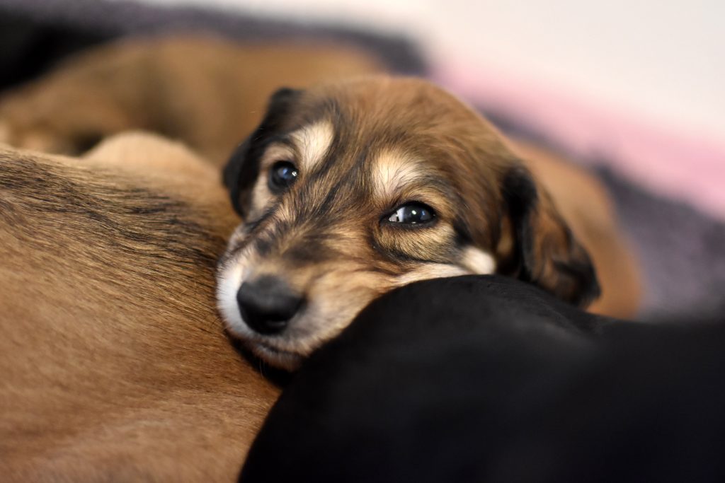 Salukiwelpe der Zucht Shahdad in Deutschland.