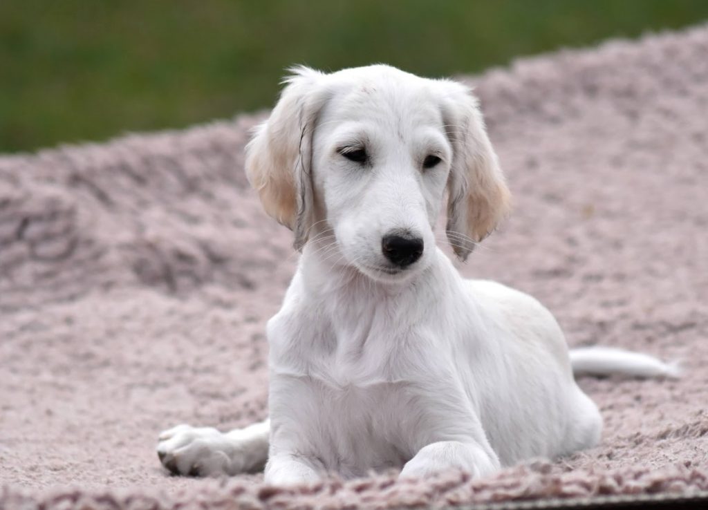 Shahdad Darayavahu D'Yava