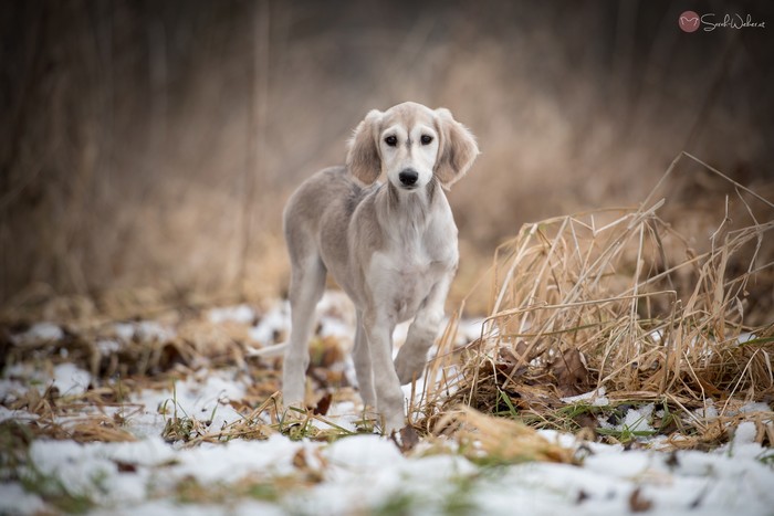 Shahdad Salukis Galerie - Shahdad Anissa Aina