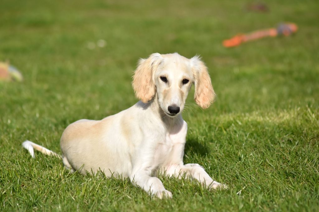 Shahdad Delilah D'Aarzoo im Alter von 10 Wochen
