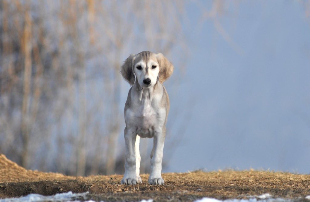 Shahdad Salukis Galerie - Shahdad Anissa Aina