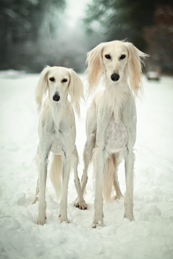 Zala und Malou, die Eltern des Shahdad D-Wurfes