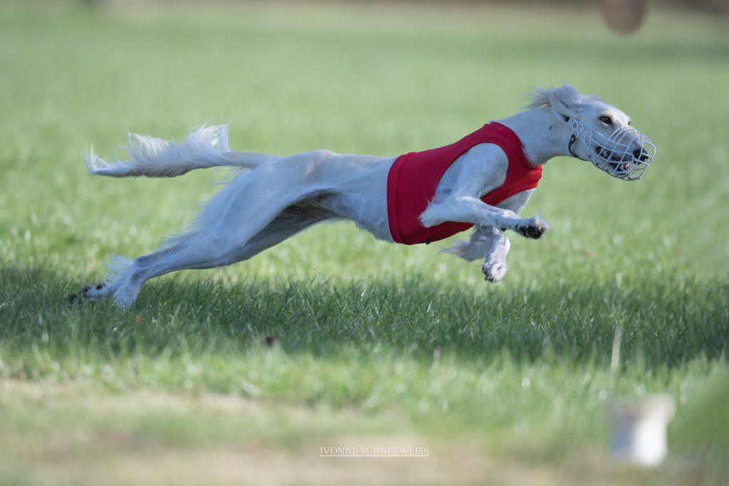 Salukihündin Delilah beim Coursing in Zeithain