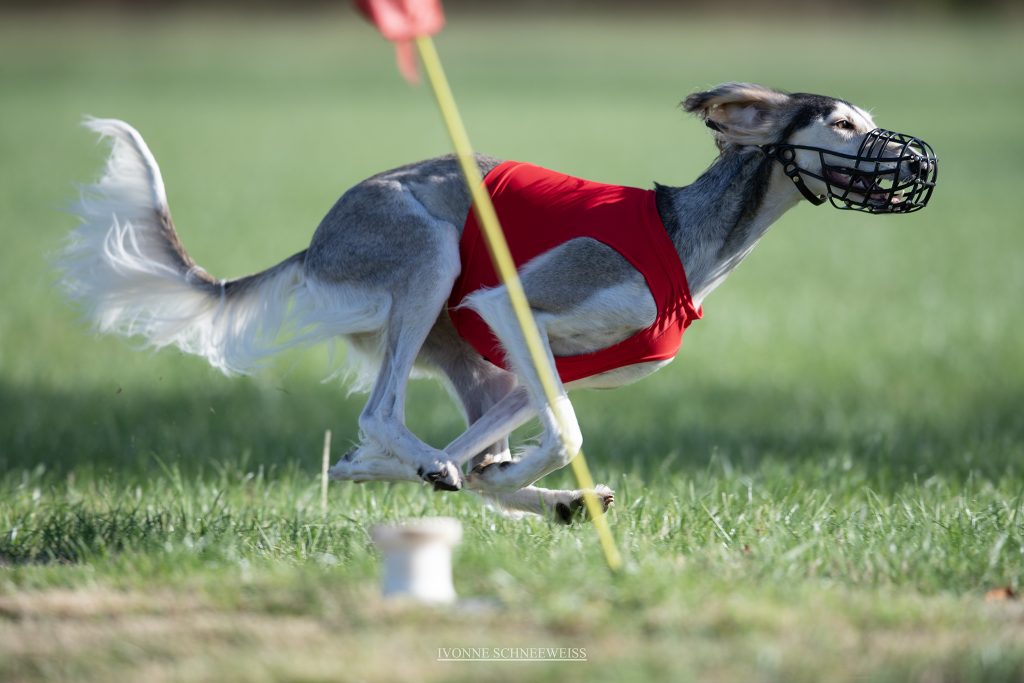 Shahdad Catayoun Chahr Zad