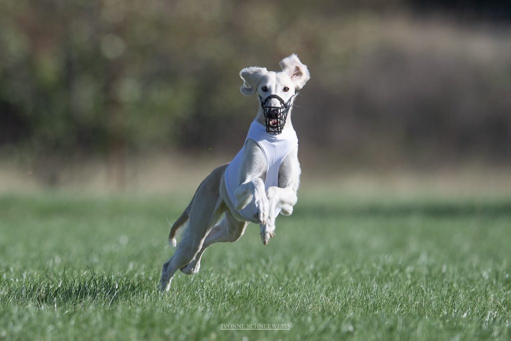 Unsere Isi beim Coursingtraining