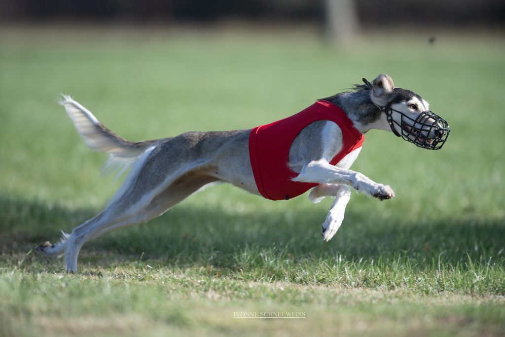 Salukihündin Catie bei ihrer Lieblingsbeschäftigung.