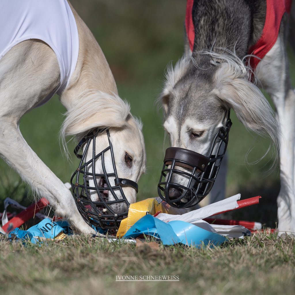 Die Salukischwestern Isi und Anissa beim gemeinsamen "Hasi-fangen".