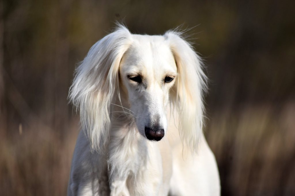 Shahdad Salukis Galerie - Red Hawk's Mahzala Delisha