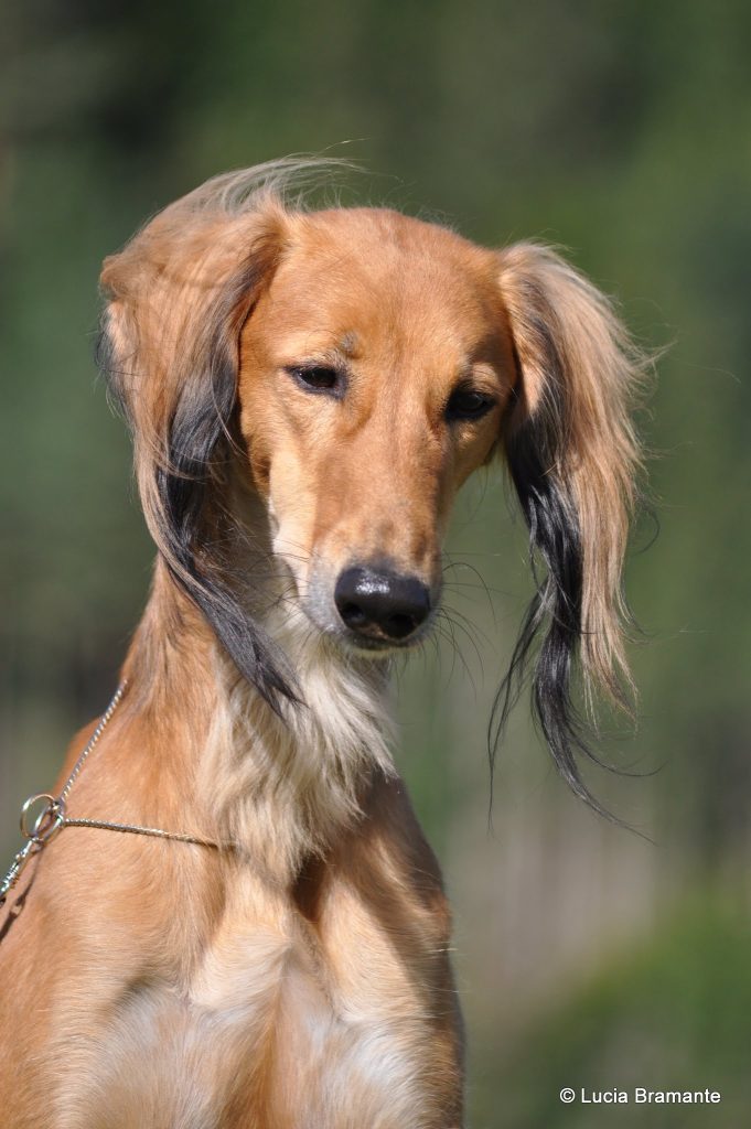 Firdous Sayyad Al Djiibaajah