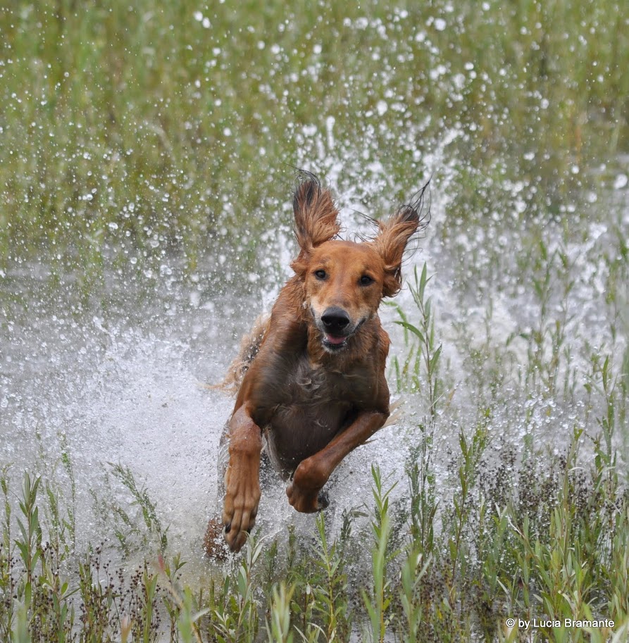 Dikan Kyrie Al Djiibaajah