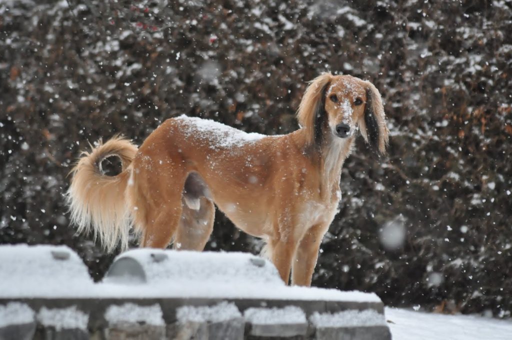 Dikan Kyrie Al Djiibaajah im Schnee