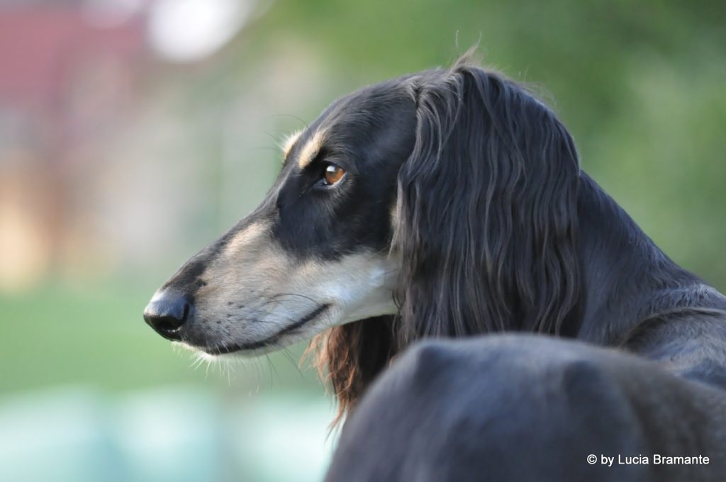 Profilfoto des Salukirüden Farid el Kolub