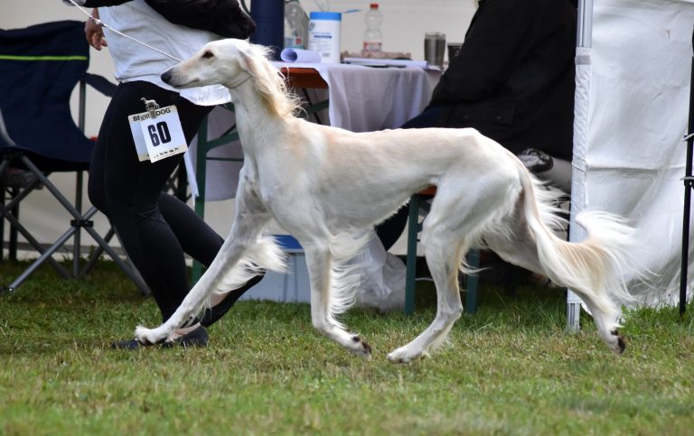 Brandnew C.I.B & Lux CH