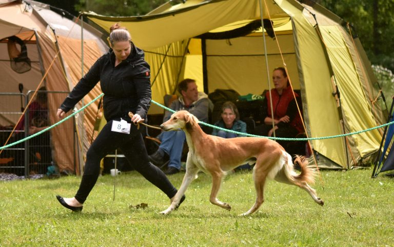 Junior BEST IN SHOW & BOB