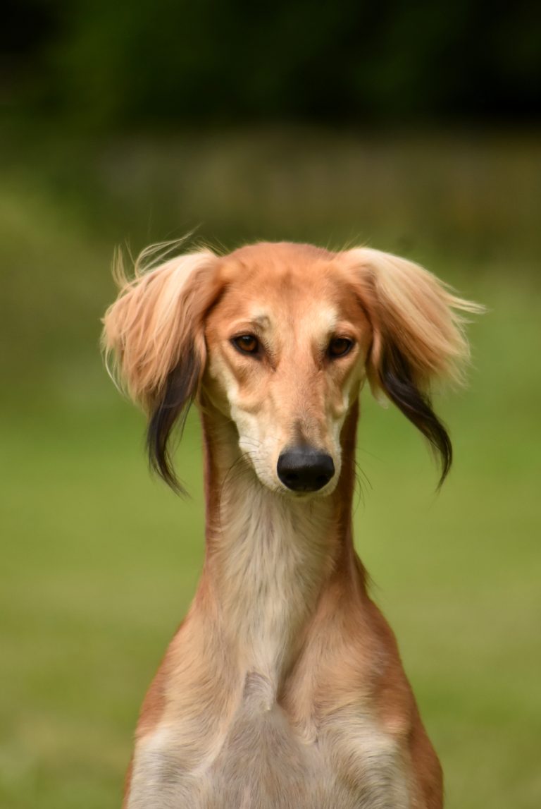 Shahdad Fadil Nilan aka Titus