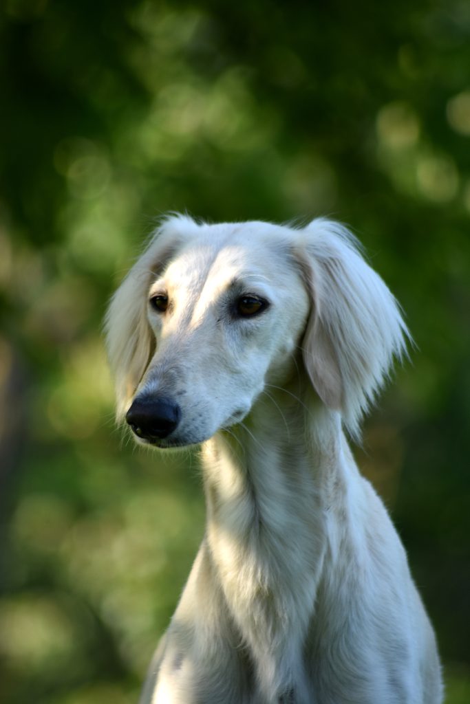 Shahdad Salukis Galerie - Shahdad Aava Alisah