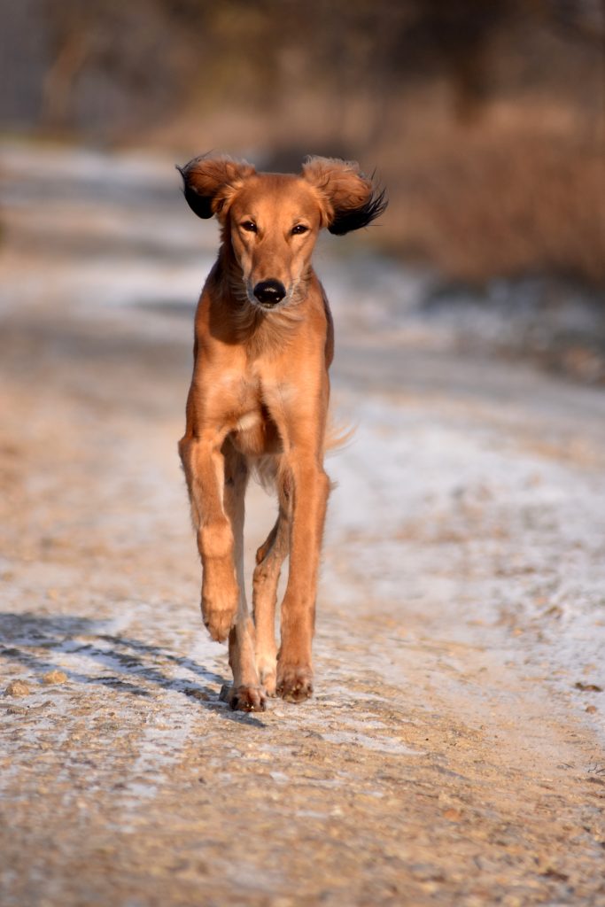 Firdous Sayyad Al Djiibaajah genießt einen Sprint auf dem täglichen Freilauf
