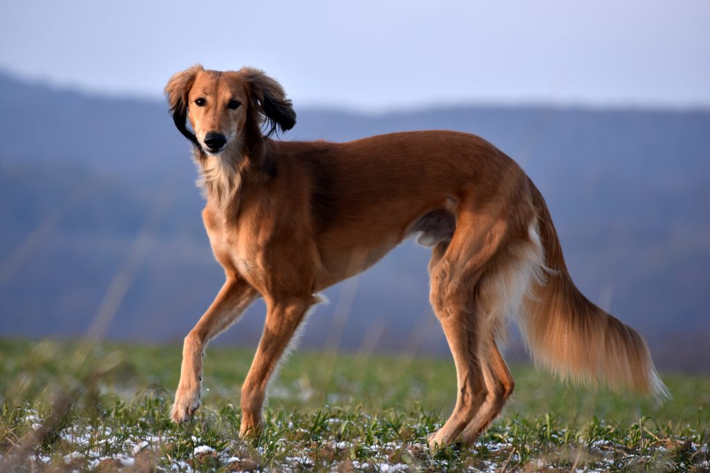 Firdous Sayyad Al Djiibaajah