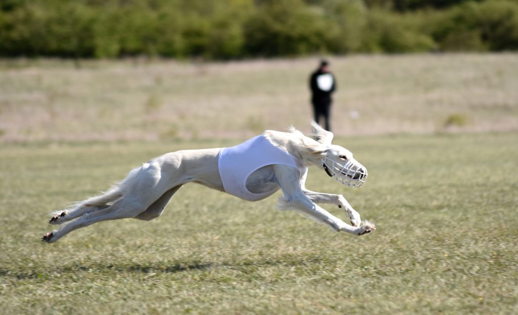 Red Hawk's Mahzala Delisha beim Coursing am Spitzerberg, Österreich