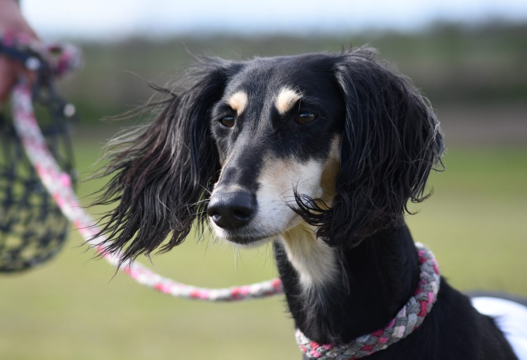 Kopfstudie der Salukihündin Yadabalah Aava Adela