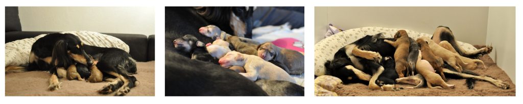 Shahdad Salukiwelpen aus dem A-Wurf