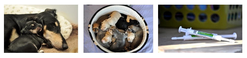 Einblick in die Welpenaufzucht der Shahdad Salukis