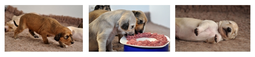 Impressionen aus der Wurfkiste der Shahdad Salukis