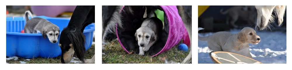 Unsere Welpen machen die ersten Schritte und erkunden den Welpenspielplatz